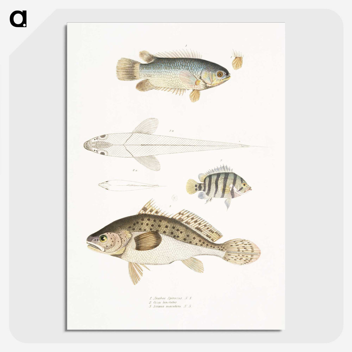 2-17_Indian-Zoology_picture-crop