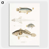 2-17_Indian-Zoology_picture-crop