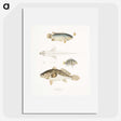 2-17_Indian-Zoology_picture