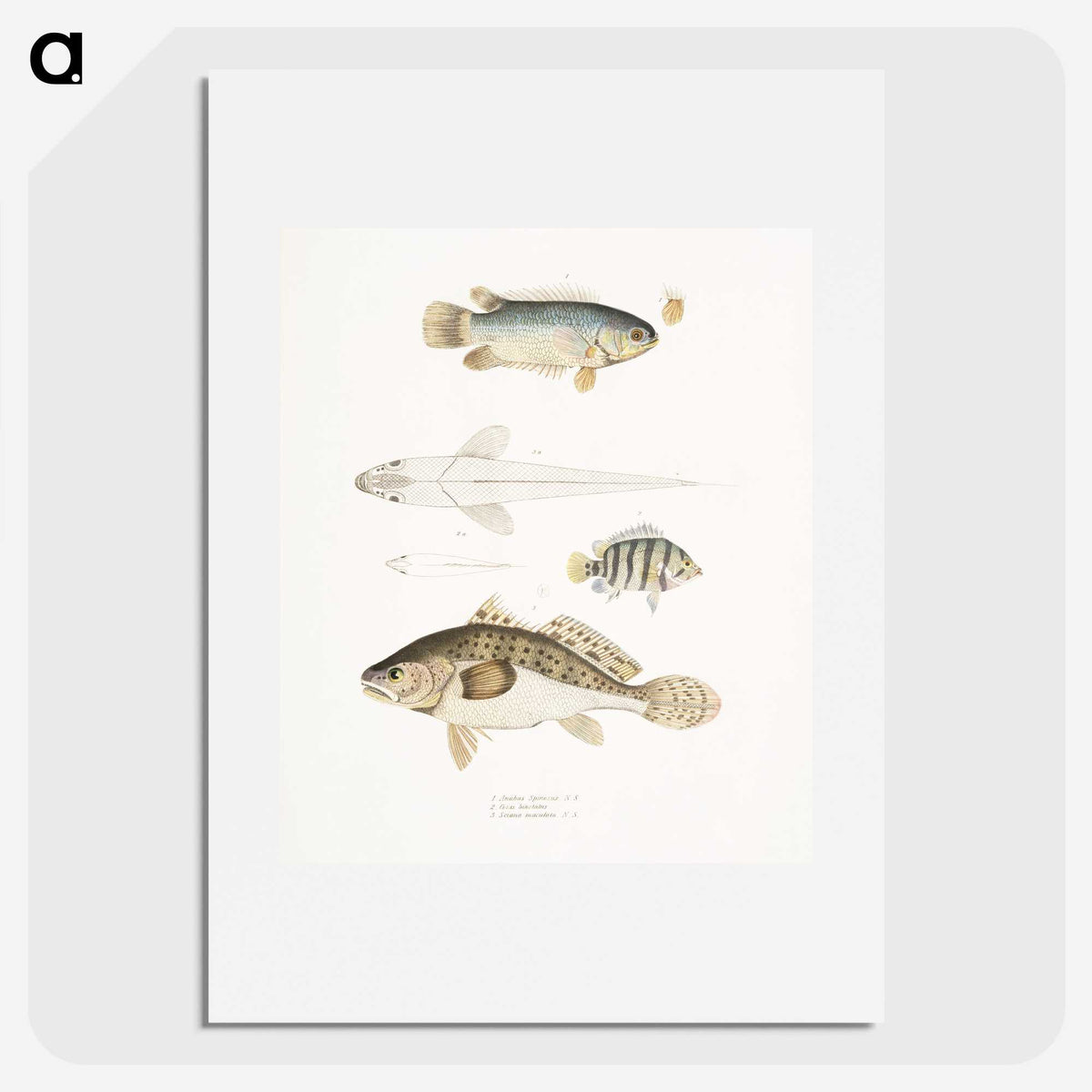 2-17_Indian-Zoology_picture