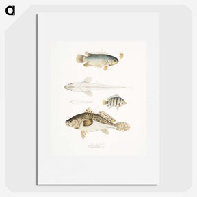 2-17_Indian-Zoology_picture