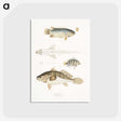 2-17_Indian-Zoology_postcard
