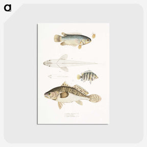 2-17_Indian-Zoology_postcard