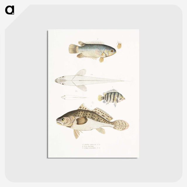 2-17_Indian-Zoology_postcard
