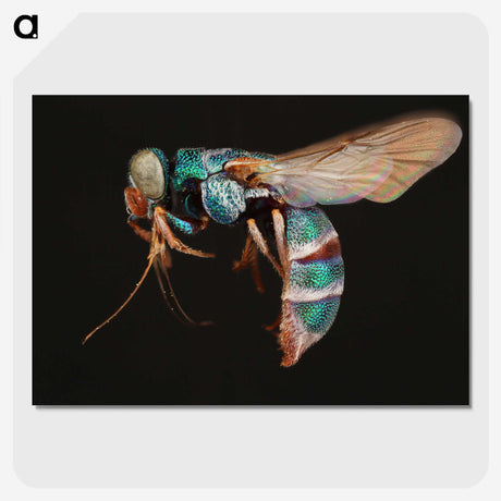 2-17_Insects-Unlocked-Project_picture-crop