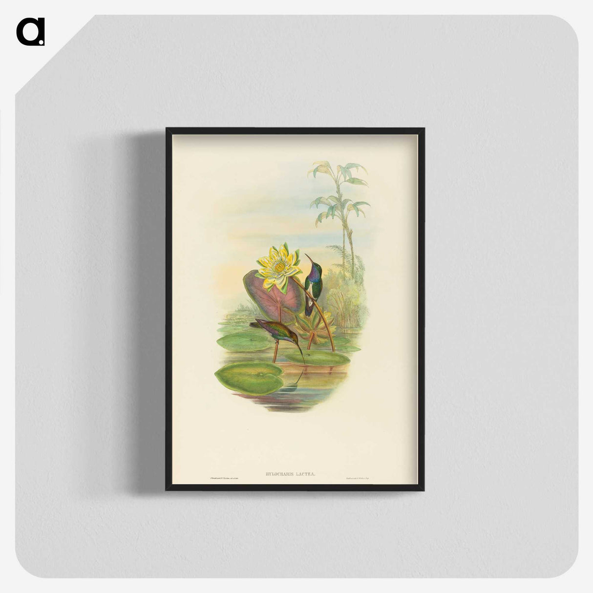 2-17_John-Gould_blk-crop