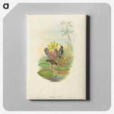 2-17_John-Gould_canvas