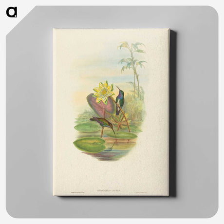 2-17_John-Gould_canvas