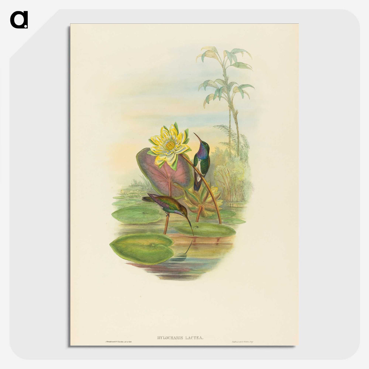 2-17_John-Gould_picture-crop