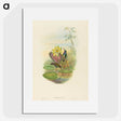 2-17_John-Gould_picture