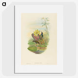 2-17_John-Gould_picture