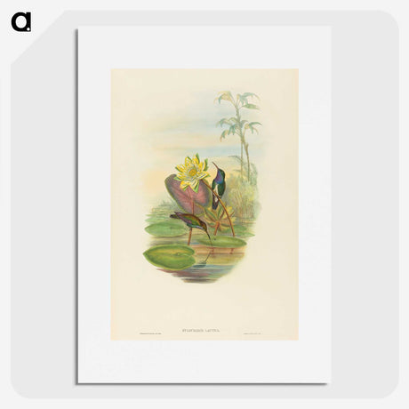 2-17_John-Gould_picture