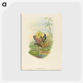 2-17_John-Gould_postcard