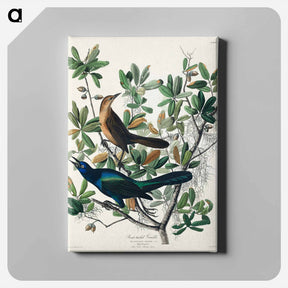 アートパネル-Boat-tailed Grackle
 - ジョン ジェームス オーデュボン Canvas.
