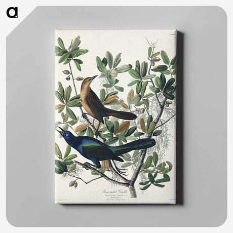2-17_John-James-Audubon_canvas