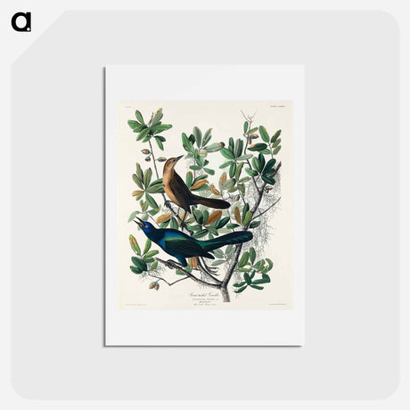 アートポストカード-Boat-tailed Grackle
 - ジョン ジェームス オーデュボン Postcard.