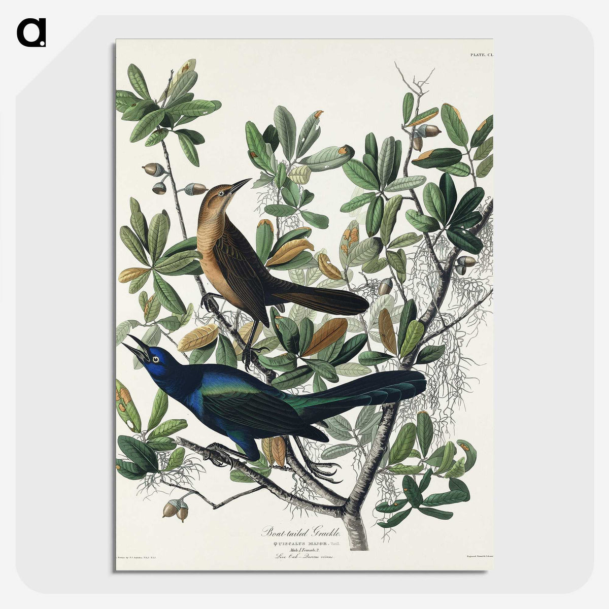 2-17_John-James-Audubon_picture-crop