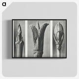 2-17_Karl-Blossfeldt_blk-crop