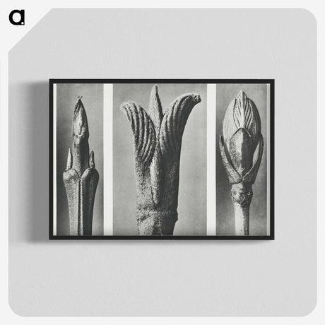2-17_Karl-Blossfeldt_blk-crop