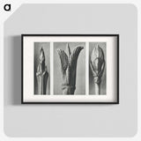 2-17_Karl-Blossfeldt_blk