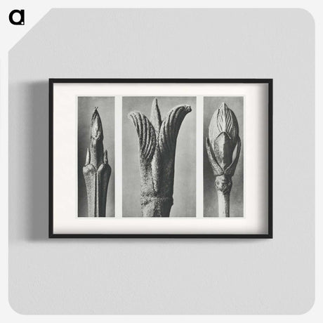 2-17_Karl-Blossfeldt_blk