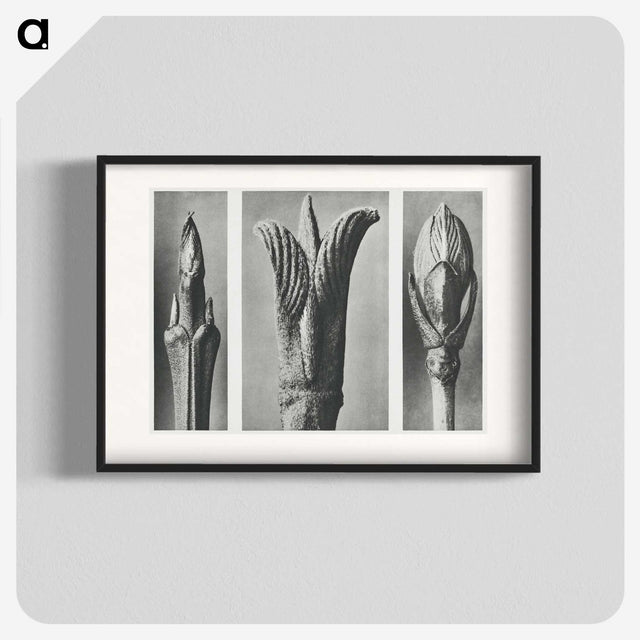 2-17_Karl-Blossfeldt_blk