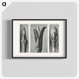 Formation of the Kun - Karl Blossfeldt Poster.