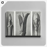 2-17_Karl-Blossfeldt_canvas