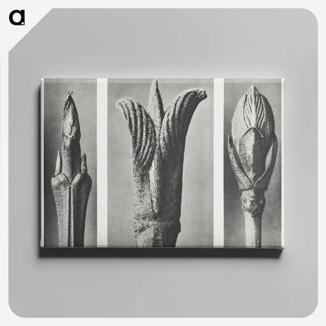 2-17_Karl-Blossfeldt_canvas