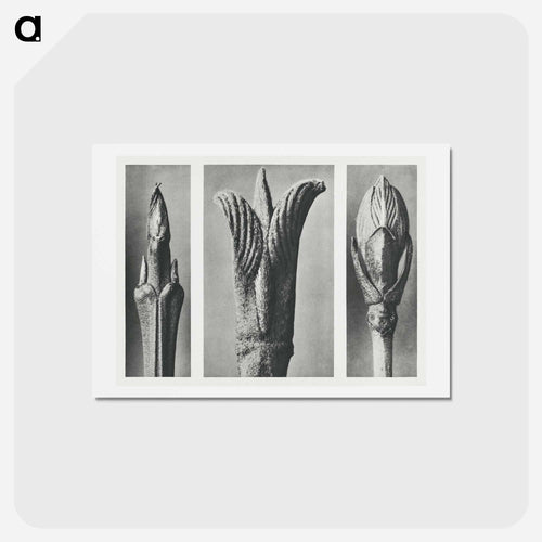 Urformen der Kun - カール ブロスフェルト Postcard.