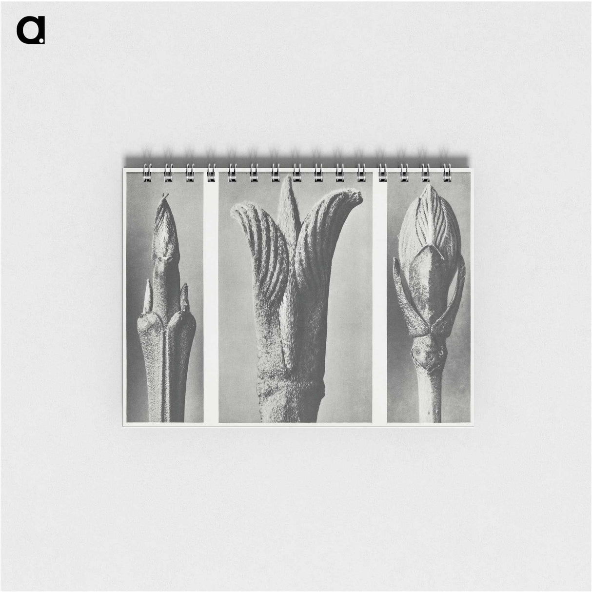 2-17_Karl-Blossfeldt_memo