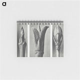 2-17_Karl-Blossfeldt_memo