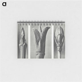 2-17_Karl-Blossfeldt_memo