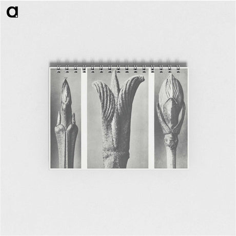 2-17_Karl-Blossfeldt_memo