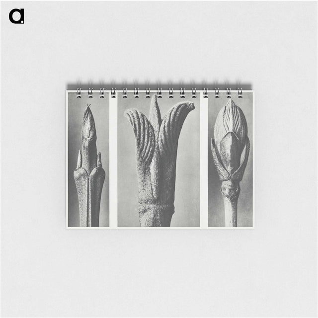 2-17_Karl-Blossfeldt_memo
