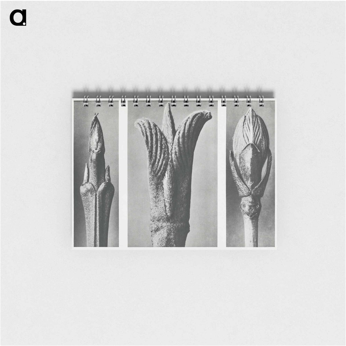 Urformen der Kun - カール ブロスフェルト Memo.