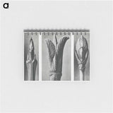 Urformen der Kun - カール ブロスフェルト Memo.