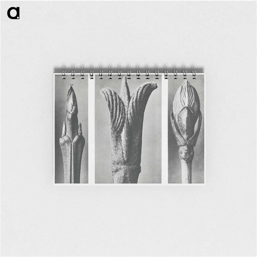 Urformen der Kun - カール ブロスフェルト Memo.