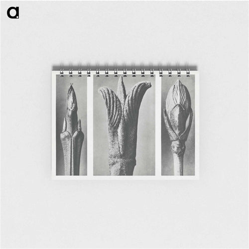 Urformen der Kun - Karl Blossfeldt Memo.