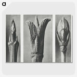 2-17_Karl-Blossfeldt_picture-crop