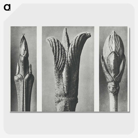 2-17_Karl-Blossfeldt_picture-crop