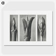 2-17_Karl-Blossfeldt_picture
