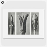 2-17_Karl-Blossfeldt_picture