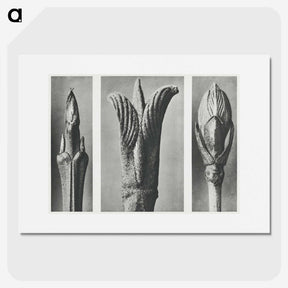 2-17_Karl-Blossfeldt_picture