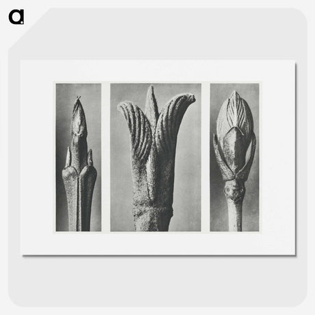 2-17_Karl-Blossfeldt_picture