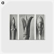 2-17_Karl-Blossfeldt_postcard