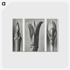 2-17_Karl-Blossfeldt_postcard