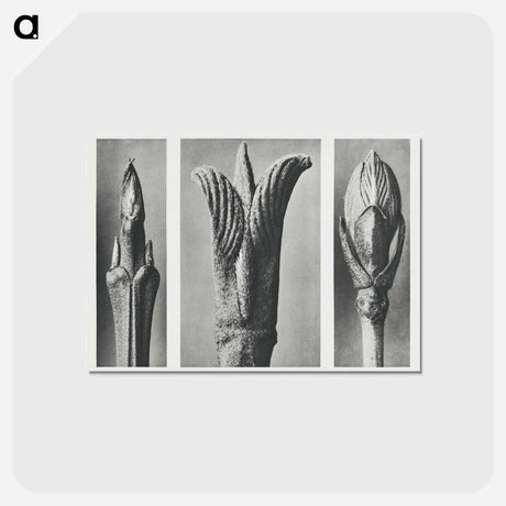 アートポストカード-Urformen der Kun - カール ブロスフェルト Postcard.