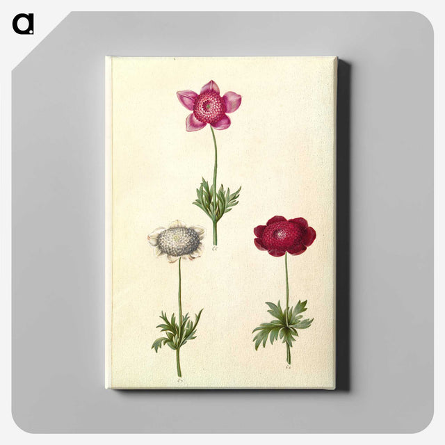 2-17_Maria-Sibylla-Merian_canvas