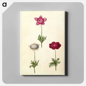 アートパネル-Anemone coronaria
 - マリア ジビーラ メーリアン Canvas.